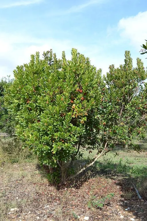 Villa La Scaletta アルゲーロ